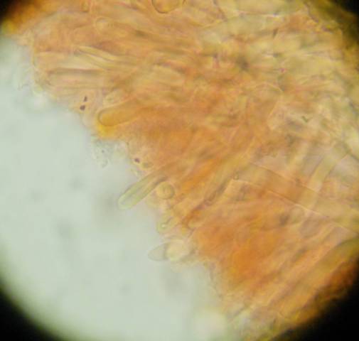 Da determinare (Antrodia albida)